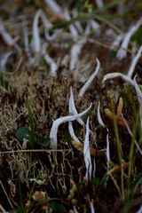 Thamnolia vermicularis