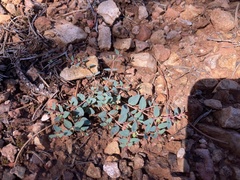 Euphorbia fendleri