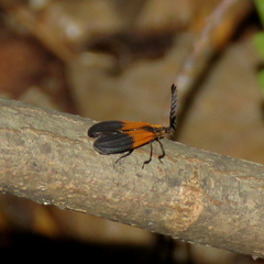 Caenia dimidiata