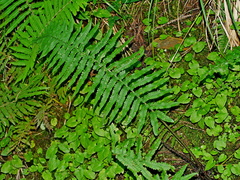 Dryopteris namegatae