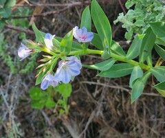 Lobostemon glaucophyllus