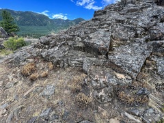 Myriopteris gracillima