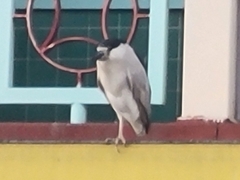 Nycticorax nycticorax