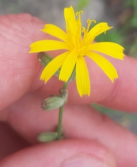 Chondrilla juncea