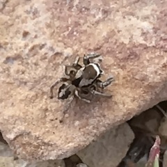 Habronattus clypeatus