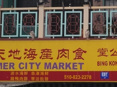 Nycticorax nycticorax