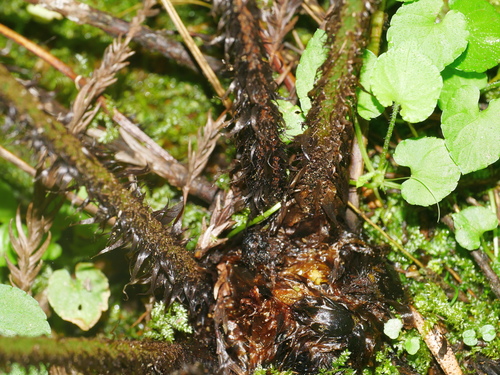 Dryopteris namegatae, photograph 1