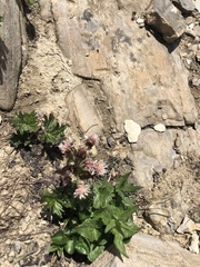 Petasites frigidus