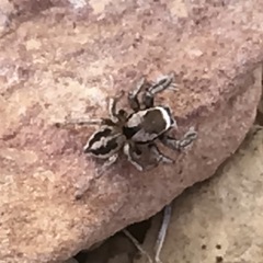 Habronattus clypeatus