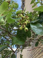 Amelanchier spicata
