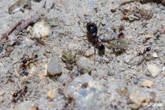 Carebara