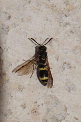 Symmorphus bifasciatus
