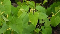 Aristolochia clematitis