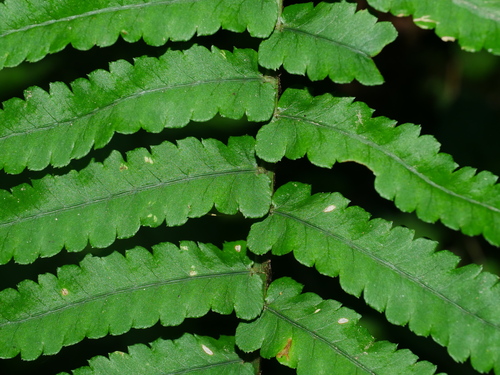 Dryopteris namegatae, photograph 2