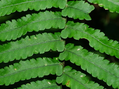 Dryopteris namegatae, photograph (c) Jacy Chen, some rights reserved (CC BY)