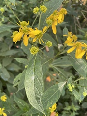 Verbesina alternifolia