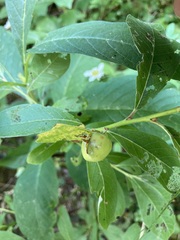 Pterygota