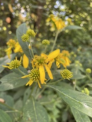 Verbesina alternifolia