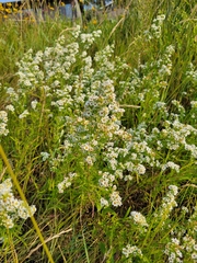 Symphyotrichum ericoides