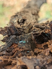 Trichoderma