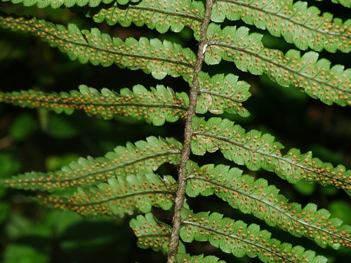 Dryopteris namegatae, photograph 3
