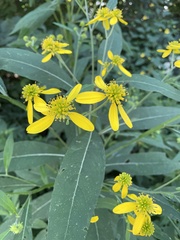 Verbesina alternifolia