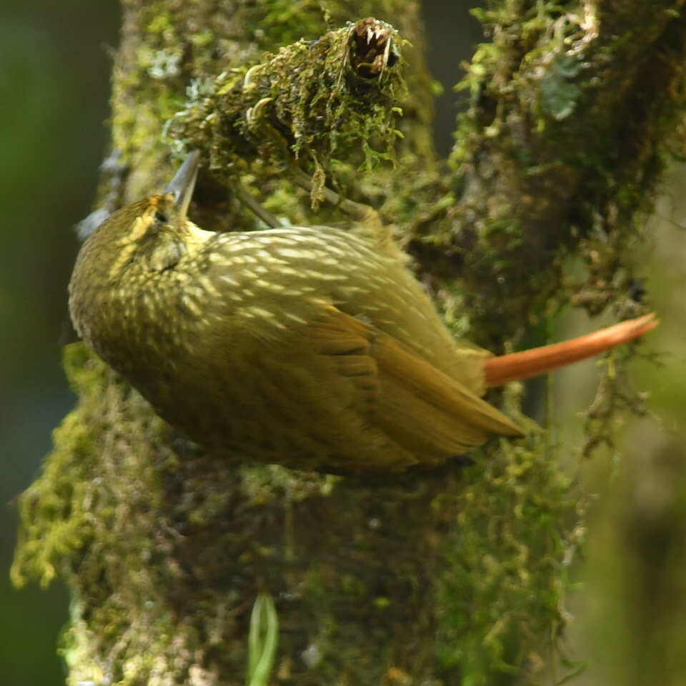 Buff-Browed Foliage-Gleaner