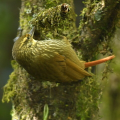 Syndactyla rufosuperciliata