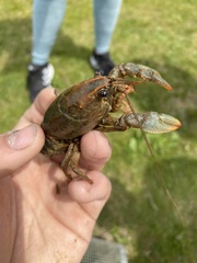 Lacunicambarus polychromatus
