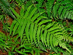 Dryopteris pseudolunanensis, photograph (c) Jacy Chen, some rights reserved (CC BY)