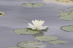 Nymphaea