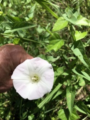 Calystegia sepium