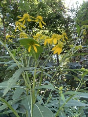 Verbesina alternifolia