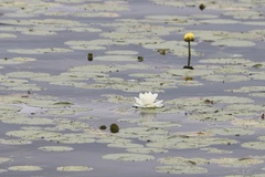 Nymphaea