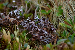 Masonhalea richardsonii