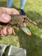 Lacunicambarus polychromatus