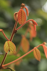 Cryptocarya anamalayana