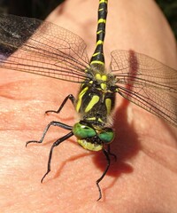 Cordulegaster boltonii