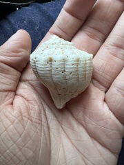 Sinistrofulgur sinistrum