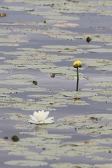 Nymphaea