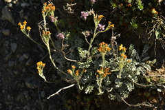 Jacobaea incana