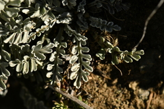 Jacobaea incana