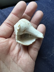 Sinistrofulgur sinistrum