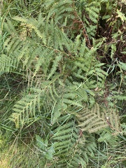 Athyrium filix-femina