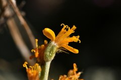 Jacobaea incana