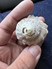 Sinistrofulgur sinistrum