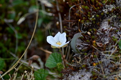 Rubus chamaemorus