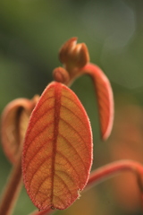 Cryptocarya anamalayana