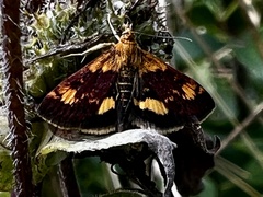 Pyrausta orphisalis