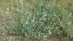 Medicago sativa